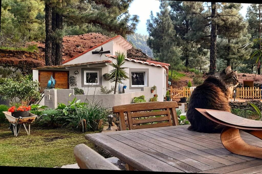 Casa Aguar: Acogedora Casa De Invitados En El Bosque Barrial Exterior foto